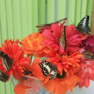 am Eingang werden Blumen zur Verfügung gestellt, auf den sich die Schmetterlinge sehr gerne niederlassen - eifalia - zu Besuch im Schmetterlingsgarten