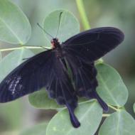 mit den dunklen Flügeln für Feinde einfach zu sehen - eifalia - zu Besuch im Schmetterlingsgarten