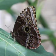 bei vielen Schmetterlingen sind beim Sitzen nur an große Augen erinnernde Flügel zu sehen, zur Abschreckung vor Feinden  - eifalia - zu Besuch im Schmetterlingsgarten