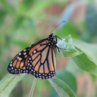 eher eine Ausnahme, ein Schmetterling, der auch mit geschlossen Flügeln bunt bleibt   - eifalia - zu Besuch im Schmetterlingsgarten