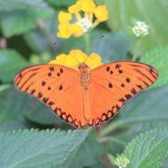 extrem bunt und trotzdem stets mit offenen Flügeln sitzend, eine Ausnahme in der Sammlung  - eifalia - zu Besuch im Schmetterlingsgarten