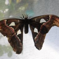 ungewöhnliches Verhältnis vom Körper zu den Flügeln - eifalia - zu Besuch im Schmetterlingsgarten