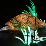 eine besonders große Schildkröte - China Light-Festival im Kölner Zoo 2019/20
