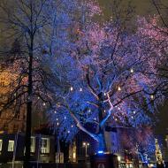 auf dem Alter Markt wurden die Bäume geschmückt - Kölner Weihnachtsmärkte 2020 (12.12.2020)