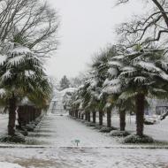 die eingeschneite Palmenallee - Winter in der Kölner Flora (17.01.2020)