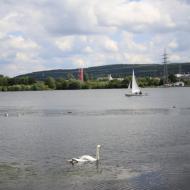 zahlreiche Enten und Schwäne sind auf den See anzutreffen - Harkortsee / Wetter an der Ruhr (1.8.2021)