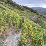 der Ahrtal - Rotweinwanderweg: zwischen Mayschoss und Rech führt der Weg direkt zwischen den Weinreben hindurch. Im Hintergrund ist der Ort Rech zu sehen. (16.10.2021)