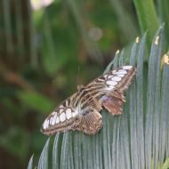 gute Tarnung schützt vor Feinden - eifalia - zu Besuch im Schmetterlingsgarten