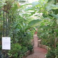 die Schmetterlinge sind in einem großen Gewächshaus zwischen vielen tropischen Pflanzen zu Hause - eifalia - zu Besuch im Schmetterlingsgarten