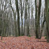 unterwegs im Wald nahe der Burg Olbrück - Brohltalbahn Weihnachtsfahrt 2019