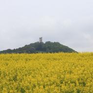 Blick aus dem Zug auf der Steilstrecke Richtung Burgruine Olbrück - vor dem blühenden Rapsfeld