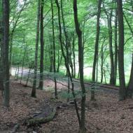 die Strecke führt über viele Kilometer durch ein Waldgebiet - unterwegs auf der Kasbachtalbahn